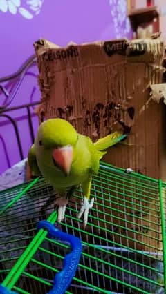 female green parrot with cage