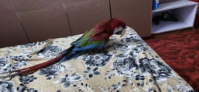 green wings macaw