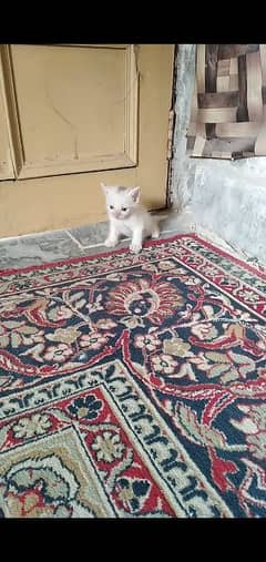 Pershian kitten white and brown for sale whatsup nbr 03084970434