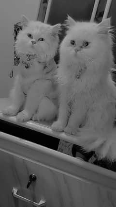 PERSIAN CAT PAIR ADULTS