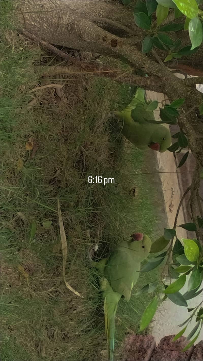 Semi Hand tame ringneck pair 0