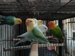 Love birds and pineapple canour for sale