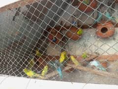 austrailion budgies breeder pair for sale full setup sale krna hai 0