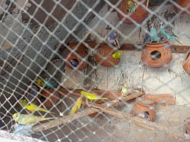 austrailion budgies breeder pair for sale full setup sale krna hai 1