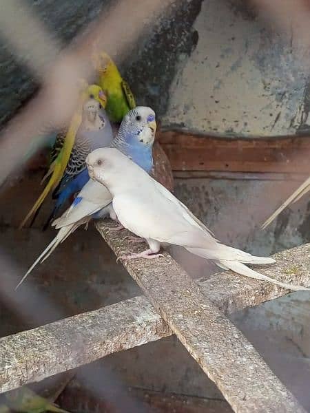 austrailion budgies breeder pair for sale full setup sale krna hai 3