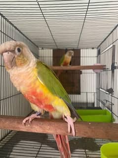 pineapple conure red factor