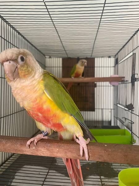 pineapple conure red factor 0