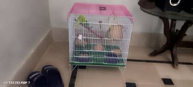 3 perrot with cage and 2 matki