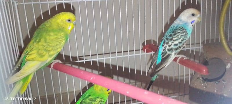 3 perrot with cage and 2 matki 1