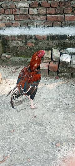 aseel hens 03081700191