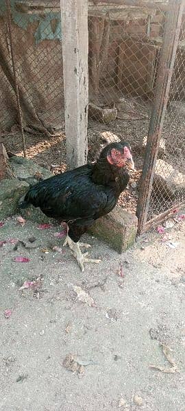 aseel hens 03081700191 2