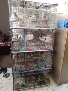 full bajri parrots pairs setup will all asscecories  cage 12 portins