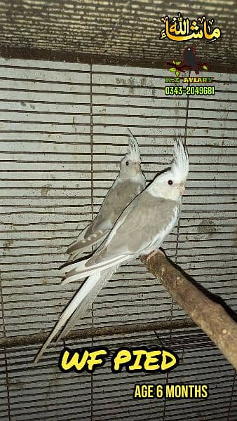 Charcoal, Eno, Pied Cockatiel 3