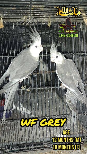 Charcoal, Eno, Pied Cockatiel 4