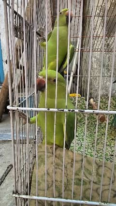 Green Parrot