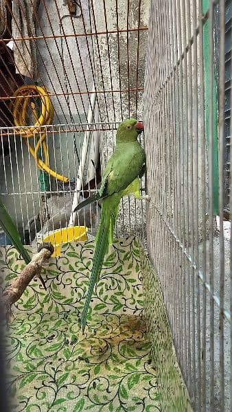 Green Parrot 1