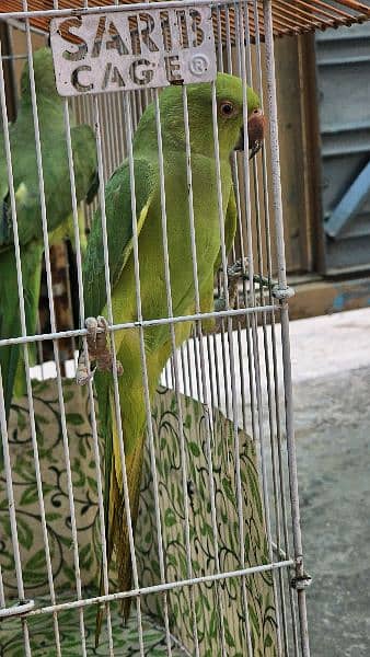 Green Parrot 2