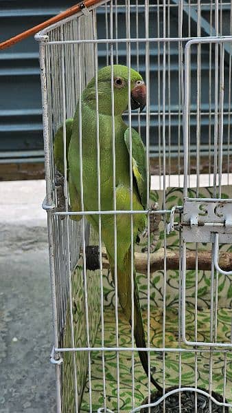 Green Parrot 3