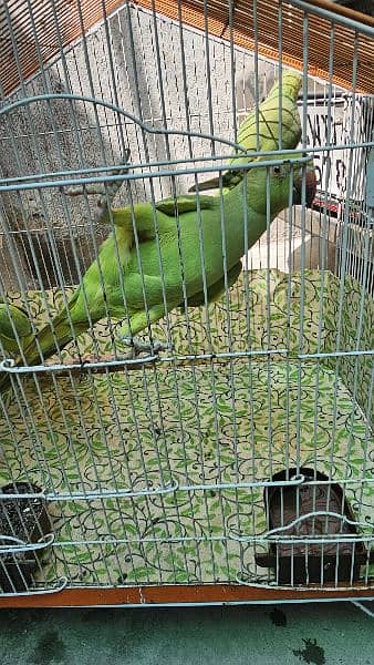 Green Parrot 6