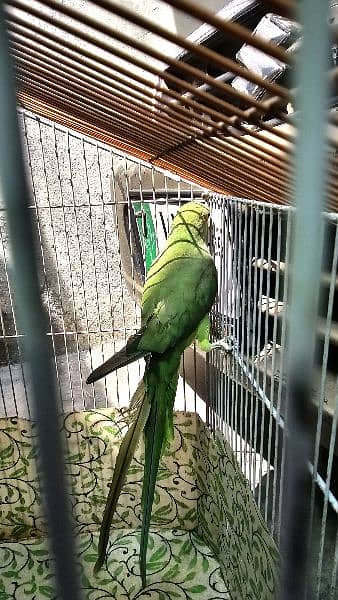 Green Parrot 7