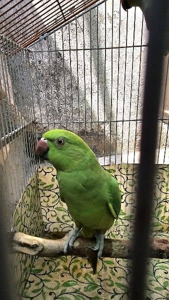 Green Parrot 8