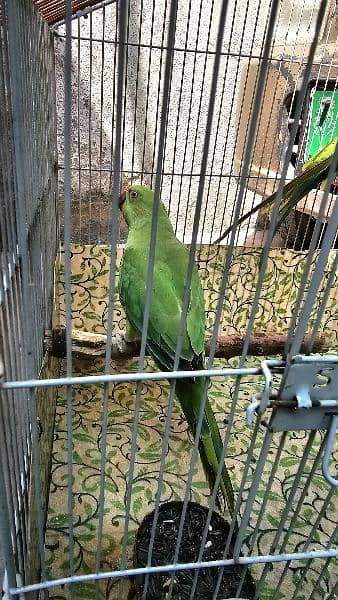 Green Parrot 9