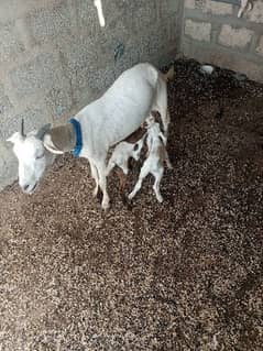 teddy bakri with 2 male female kids