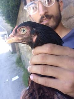 breeder chicken only series buyer contact 0