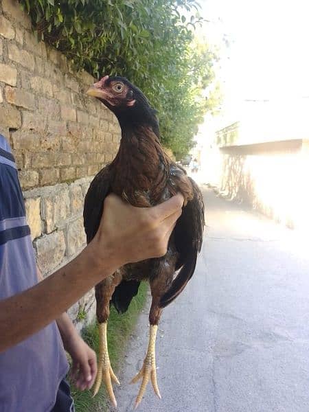 breeder chicken only series buyer contact 4