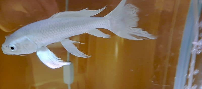 Platinum HighFin Koi 1