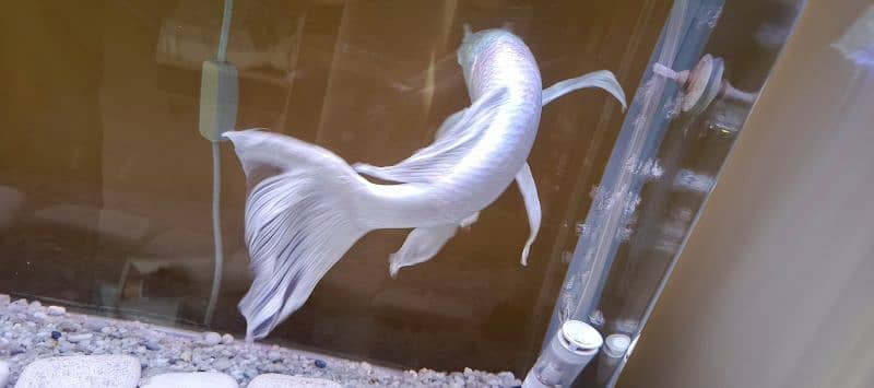 Platinum HighFin Koi 5