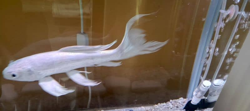 Platinum HighFin Koi 7