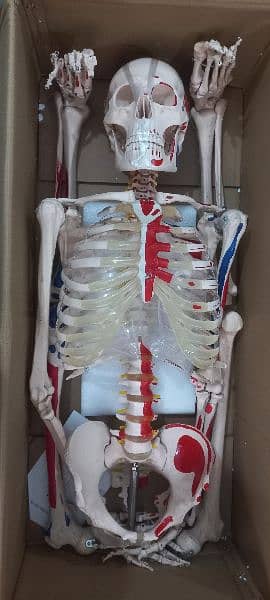 Skeleton, Upper Limb, Lower Limb, Skull, Heart, Brain & Bones Anatomy 5