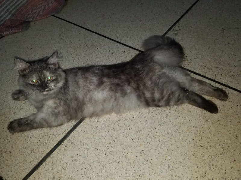 persian cat 0