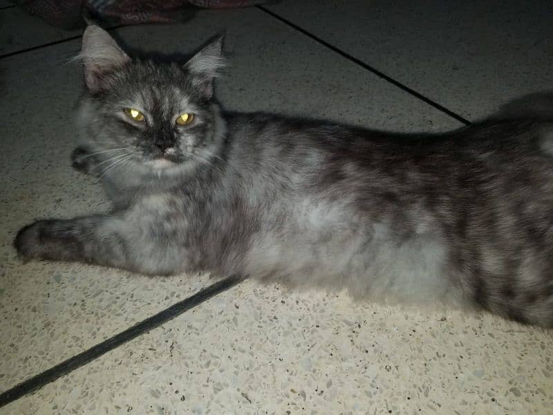 persian cat 1