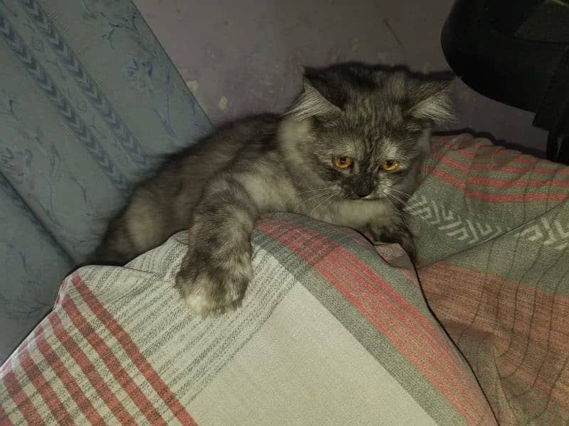 persian cat 4