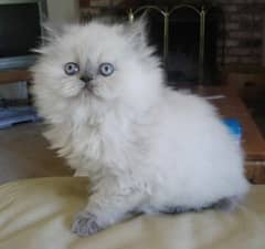 cute heavy quality Himalayan kittens 03448207199