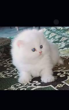 cute heavy quality kittens 03448207199