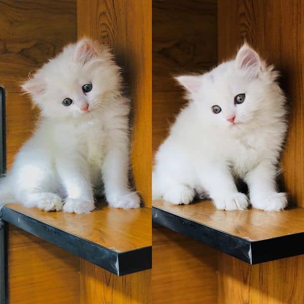 Persian kittens and adult cats 3