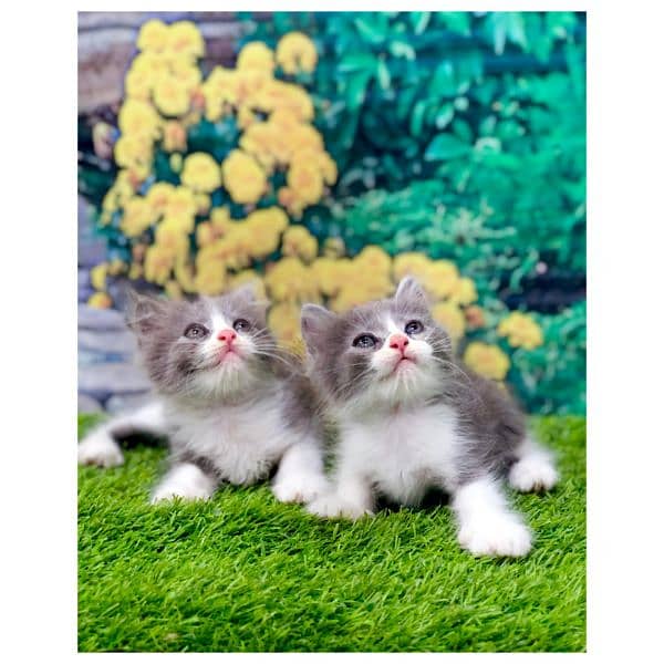 Persian kittens and adult cats 6