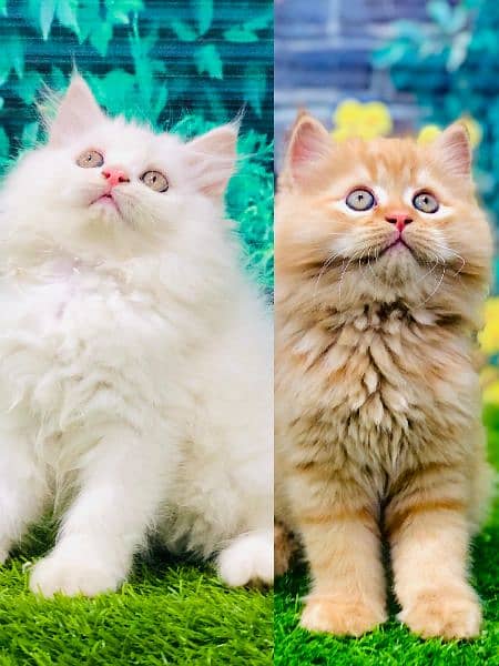 Persian kittens and adult cats 8