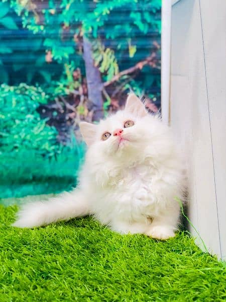 Persian kittens and adult cats 10