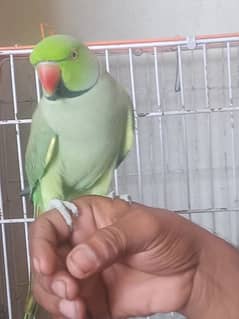 ring neck parrot  full talking