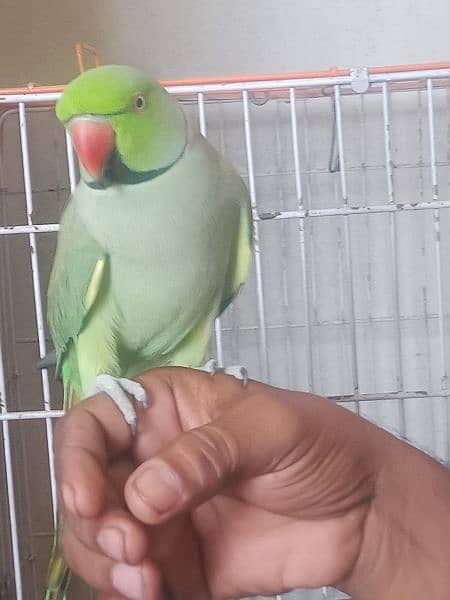 ring neck parrot  full talking 0