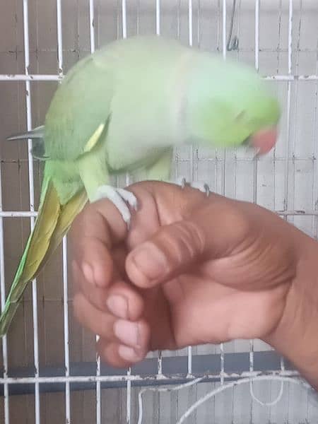 ring neck parrot  full talking 1