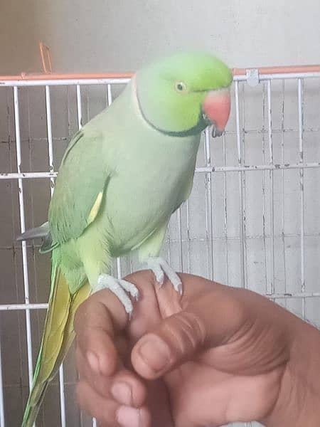 ring neck parrot  full talking 3