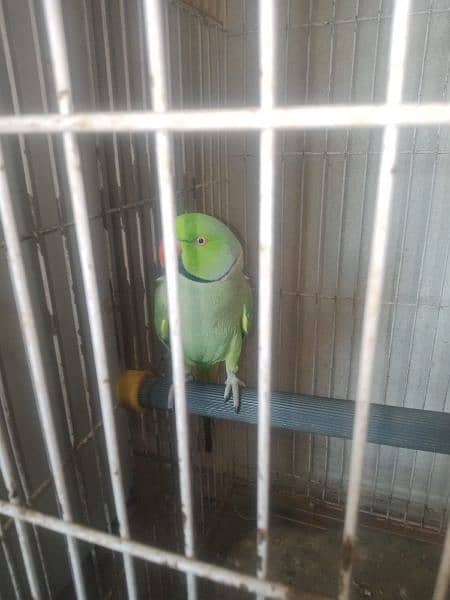 ring neck parrot  full talking 4