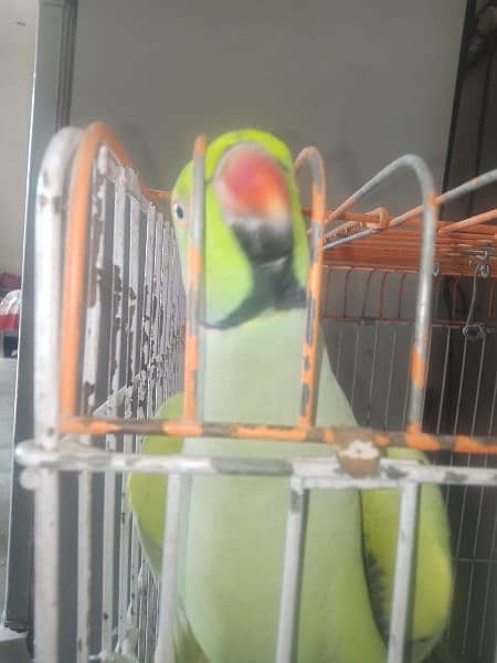 ring neck parrot  full talking 5