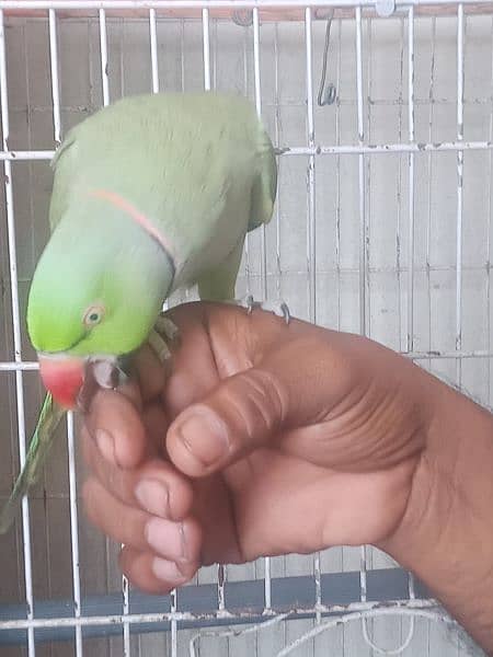 ring neck parrot  full talking 6