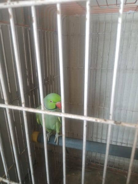 ring neck parrot  full talking 7